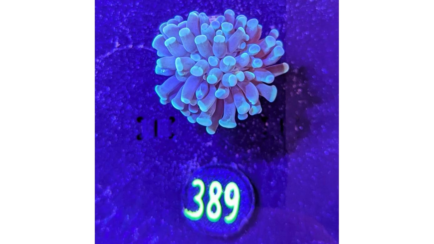 Euphyllia paraancora 1 Kopf "türkis" 0389