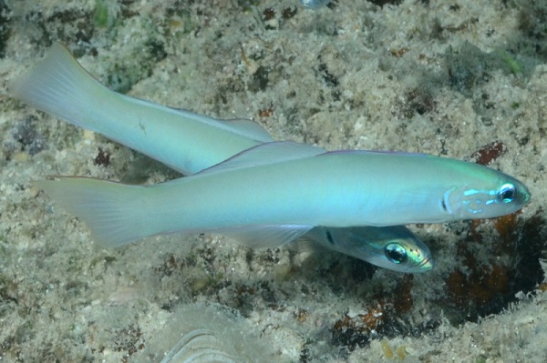 Ptereleotris microlepis - Blaukopf-Torpedogrundel