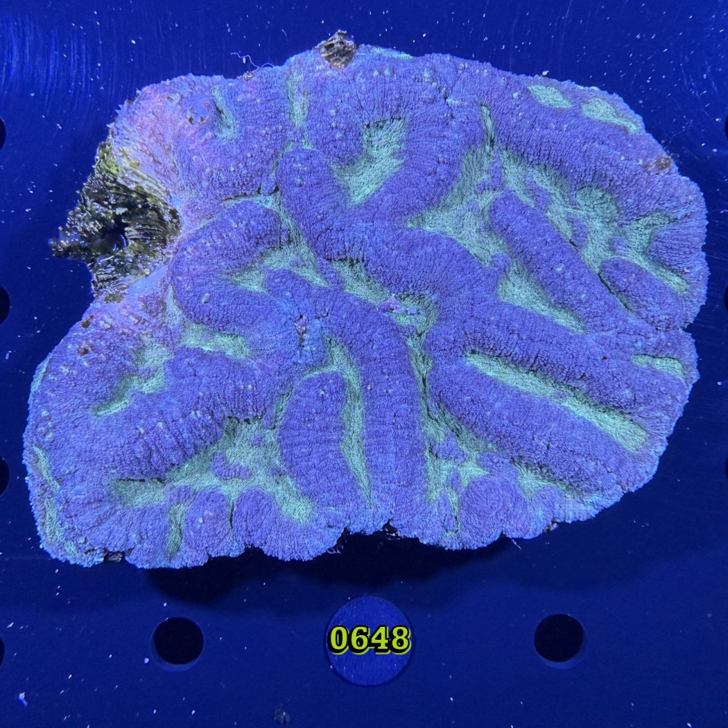 Lobophyllia sp. WYSIWYG 0648