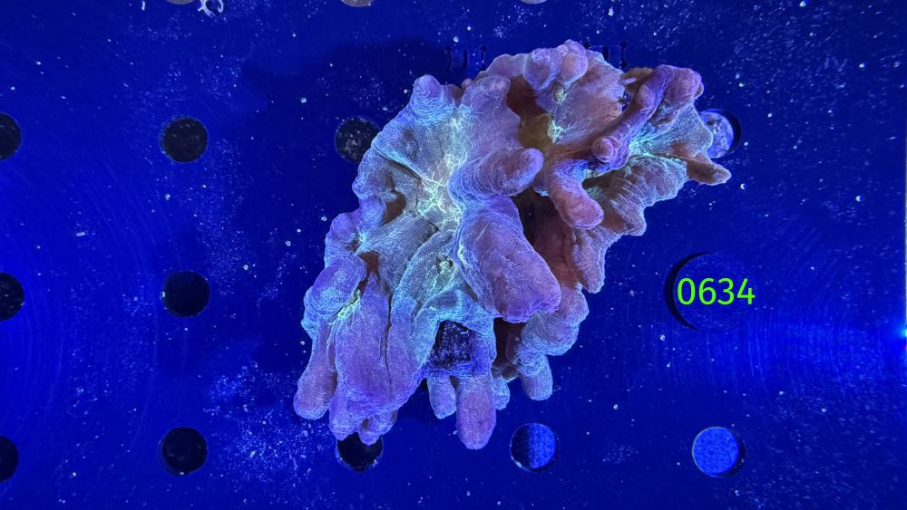 Pectinia sp. WYSIWYG 0634