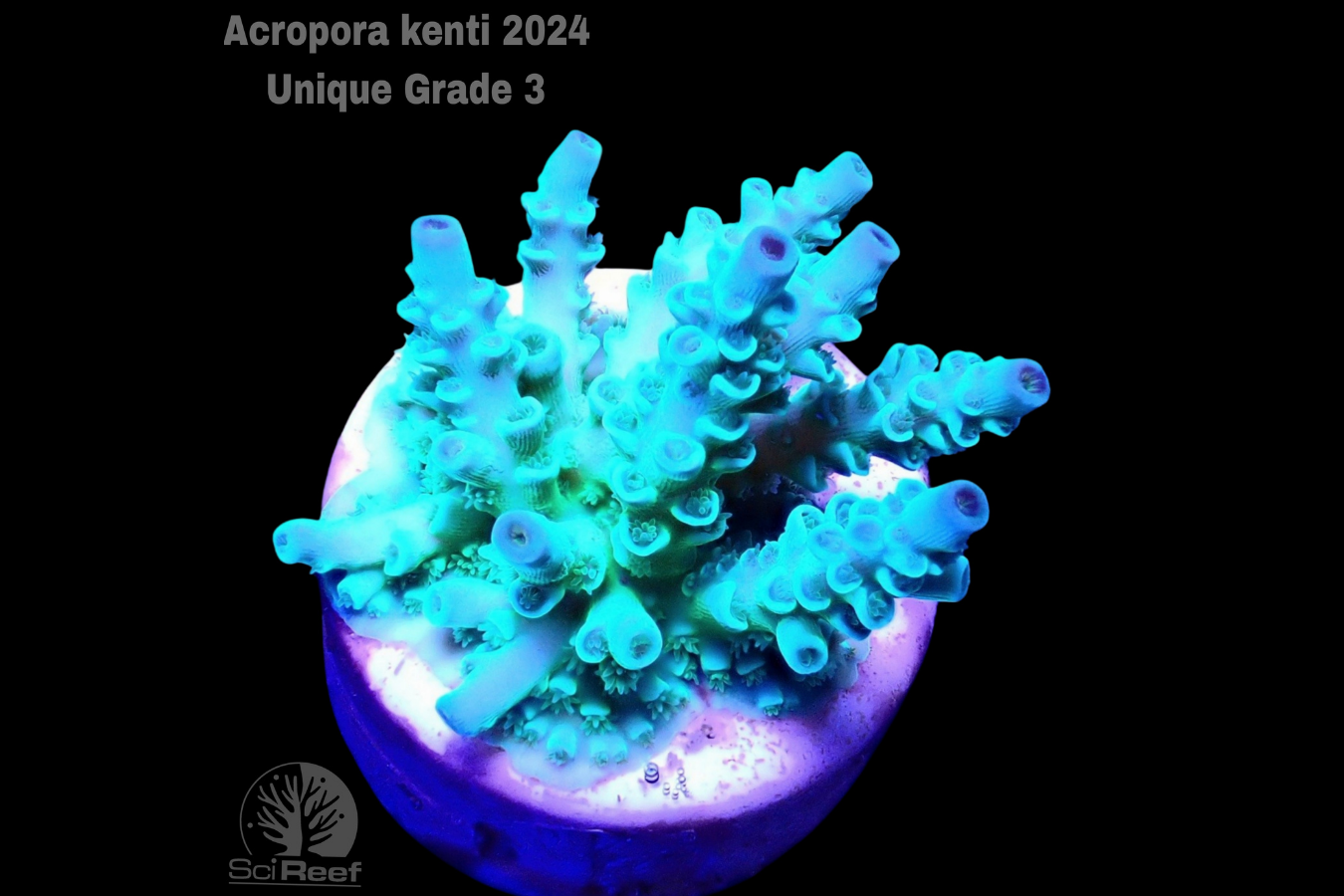 SciReef Acropora kenti Unique Grade 3 0300
