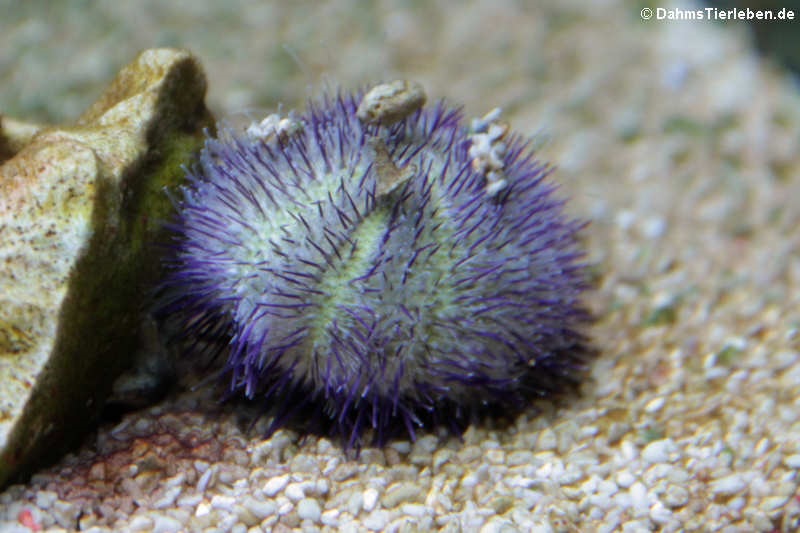Lytechinus spec. - Seeigel Weiß Lila Nachzucht