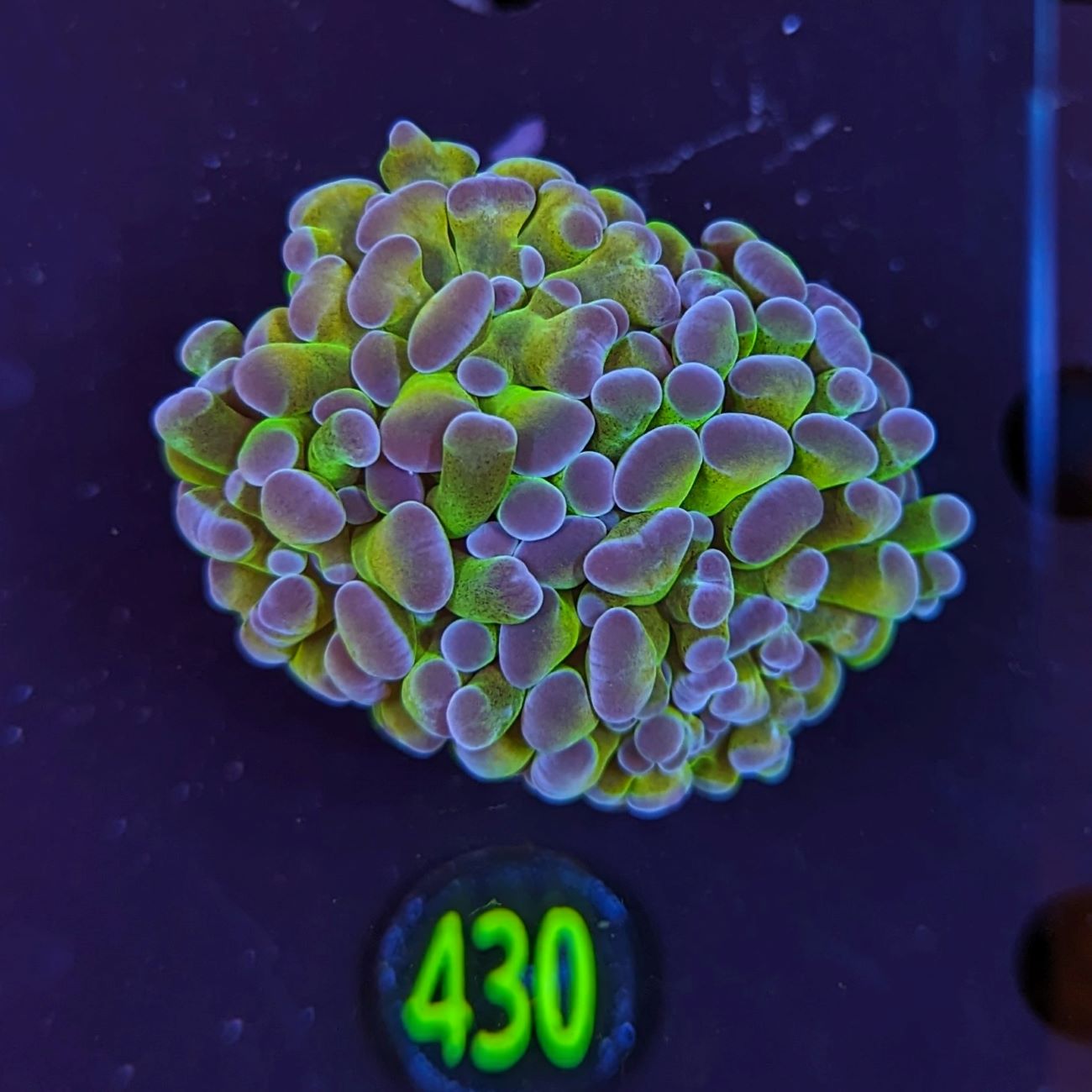 Euphyllia paraancora multicolor 0371