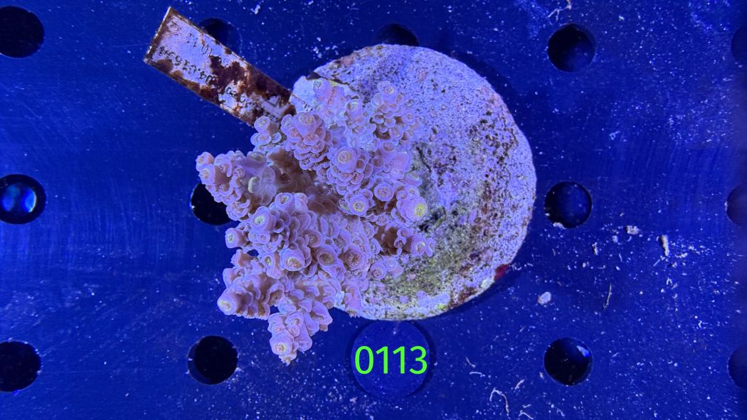 Acropora sp. WYSIWYG 0113