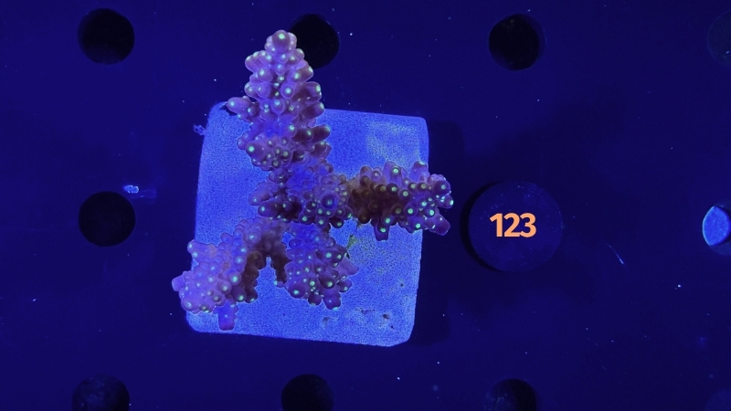 Acropora sp. WYSIWYG 0123