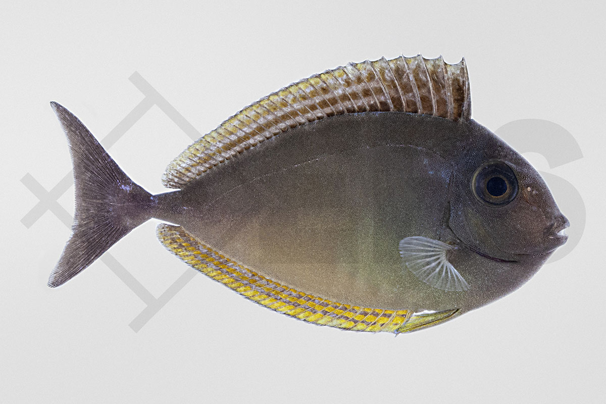 Naso hexacanthus - Blauklingen-Nasendoktorfisch