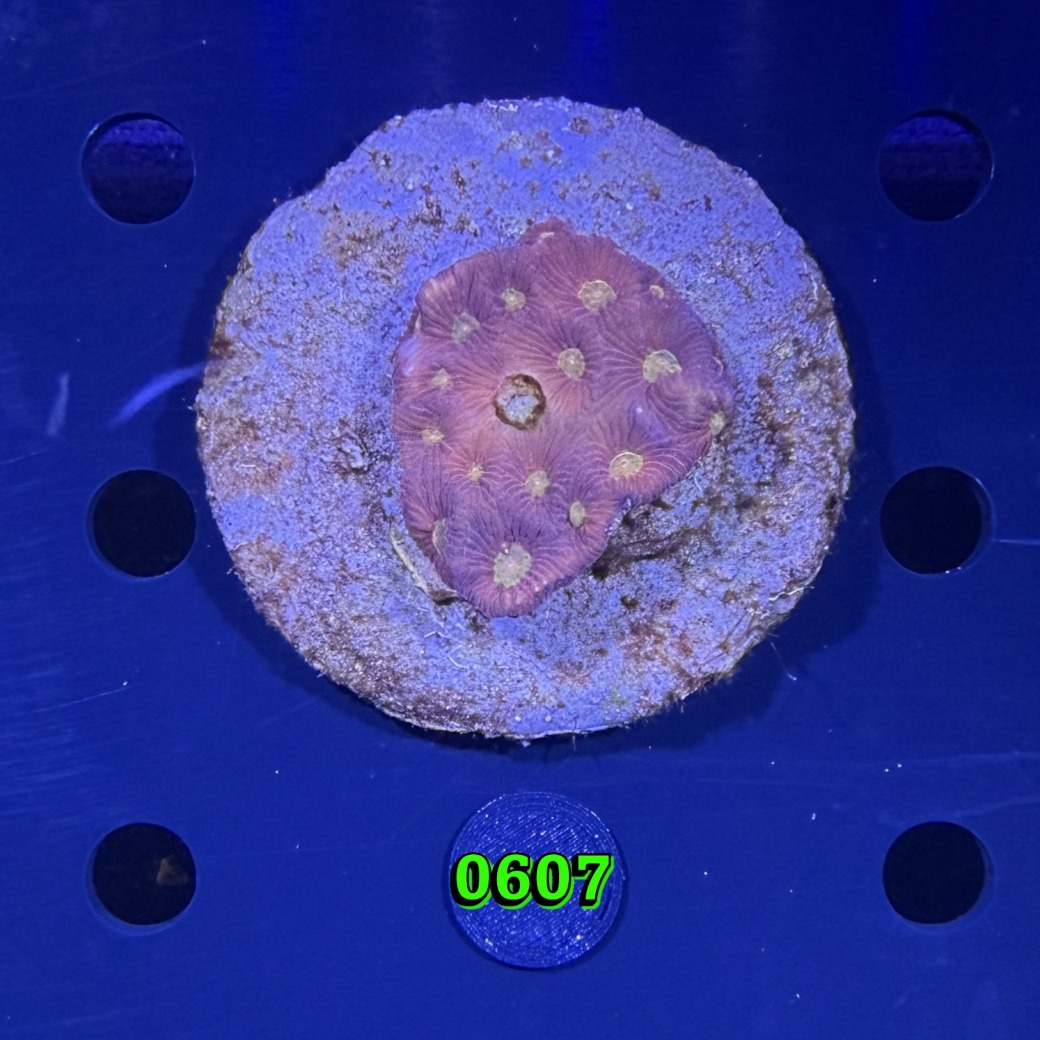 Favites sp. WYSIWYG 0607