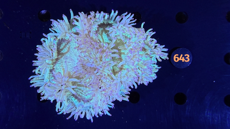 Catalaphyllia jardinei WYSIWYG 0643