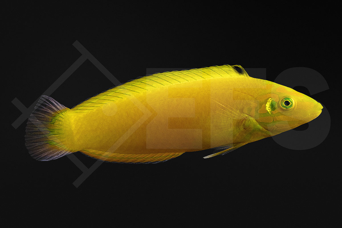 Halichoeres chrysus - Kanarienlippfisch