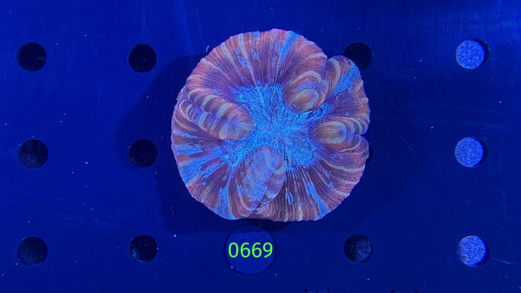 Trachyphyllia geoffroyi WYSIWYG 0669