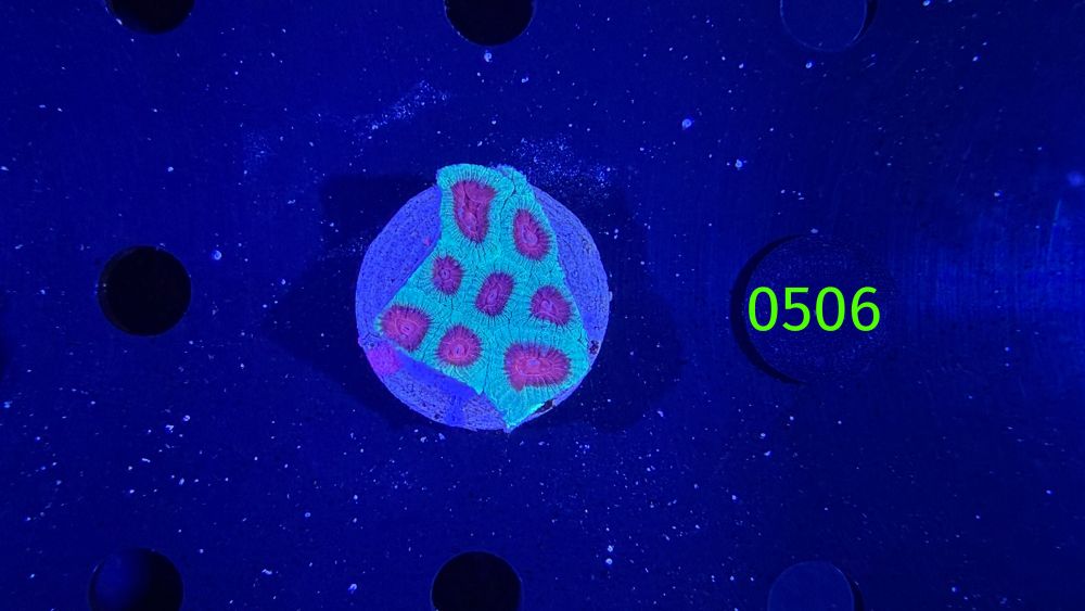 Favia sp. - Hirnkoralle 0506