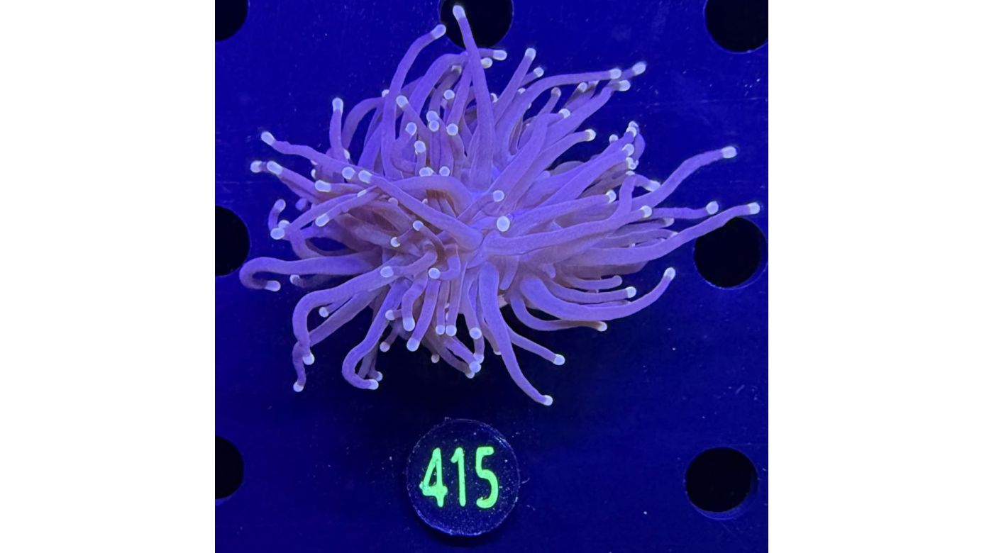 Euphyllia glabrescens - Fackelkoralle Torch "Black torch" 0415