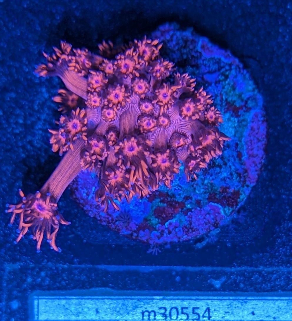 Goniopora sp. - Margeritenkoralle Rot/Blaue Spitzen Deutsche Nachzucht 0012