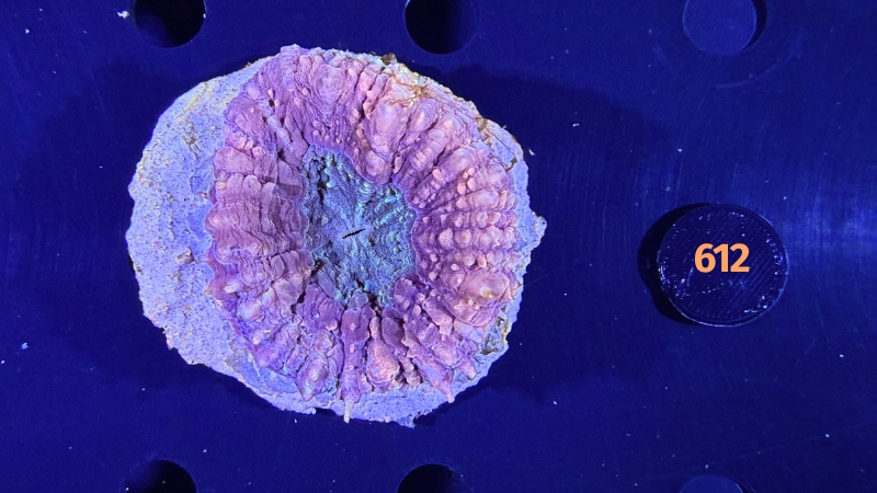Symphyllia sp. WYSIWYG 0612