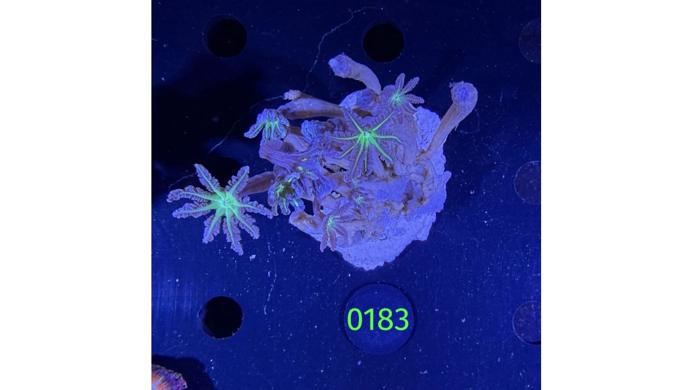 Clavularia sp. - Röhrenkoralle 0183