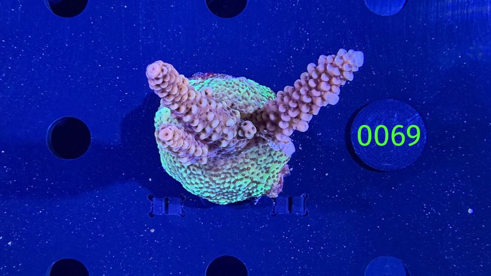 Acropora hyacinthus - Steinkoralle "pink" DNZ 0069