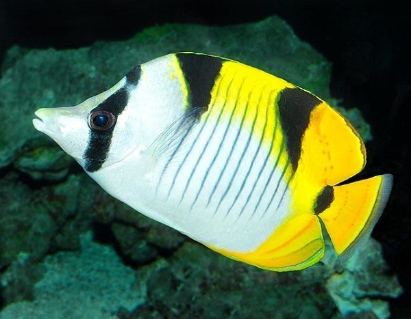 Chaetodon falcula - Indischer Doppelsattel-Falterfisch