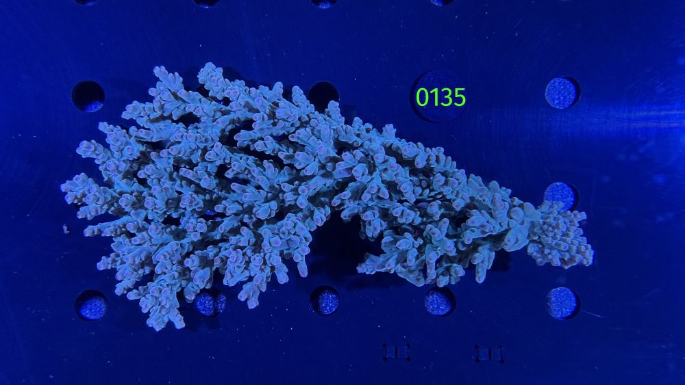 Acropora sp. WYSIWYG 0135