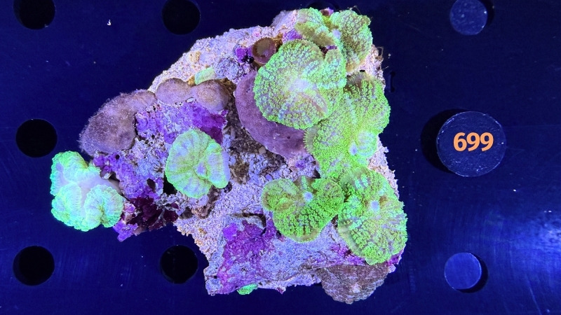 Rhodactis sp. Rock WYSIWYG 0699