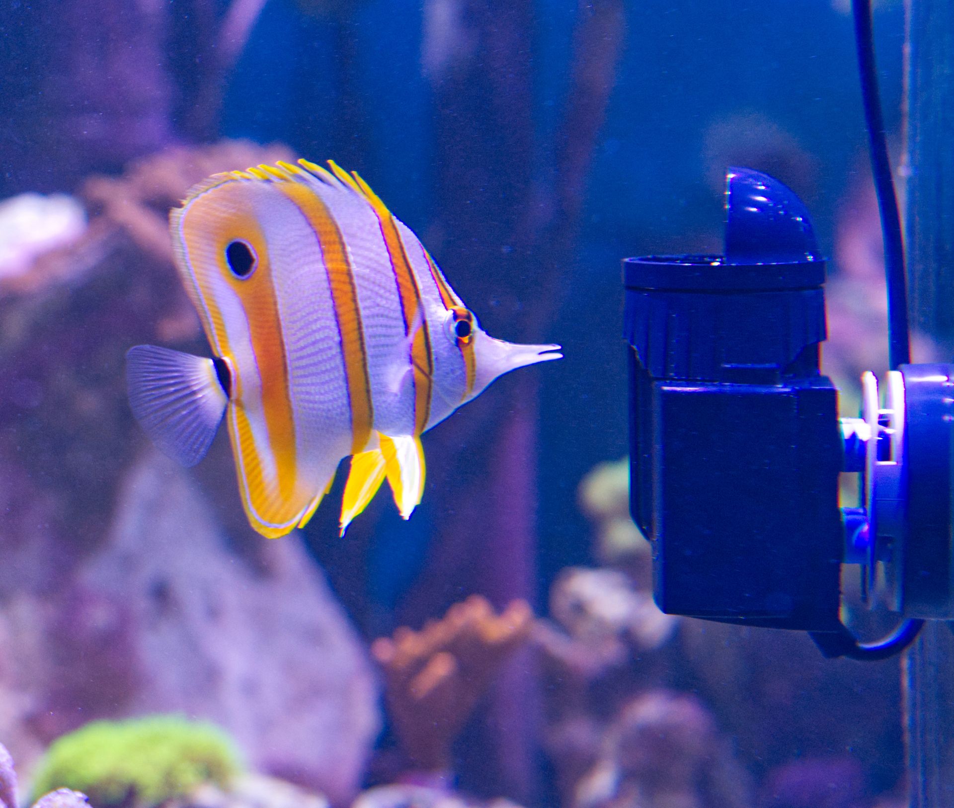 Tunze Turbelle Nanostream 6020 Strömungspumpe (max. 2500 l/h) (6020.000)