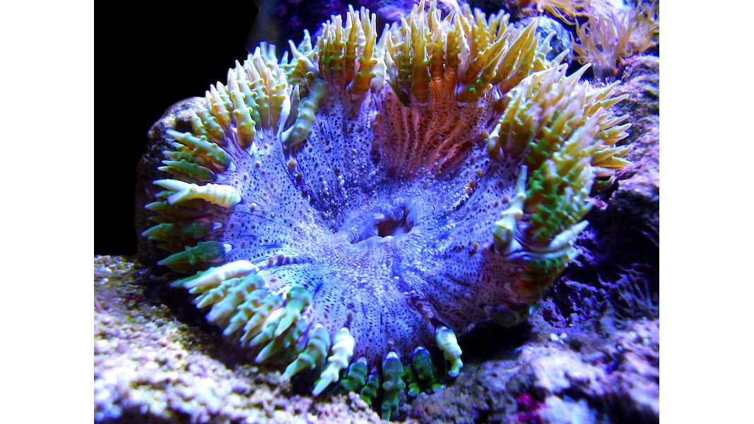 Phymanthus crucifer - Perlenanemone Farbig