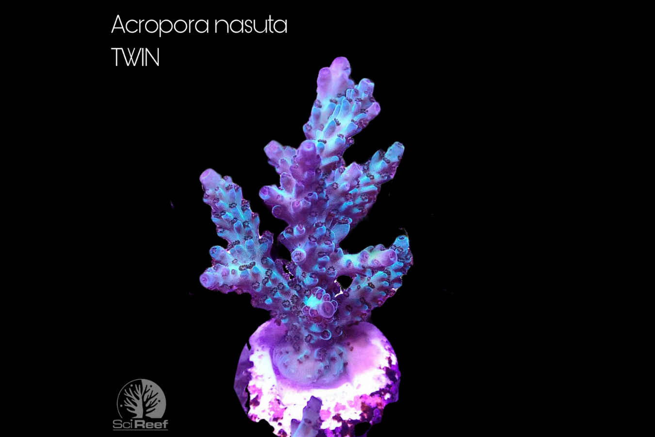 SciReef Acropora nasuta TWIN 0294