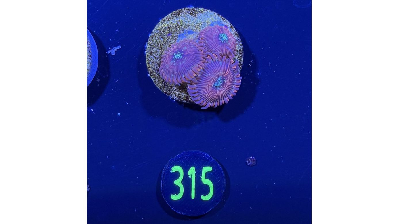 Zoanthus sp.-  Krustenanemone Magician PlanktonPlus Nachzucht 0315