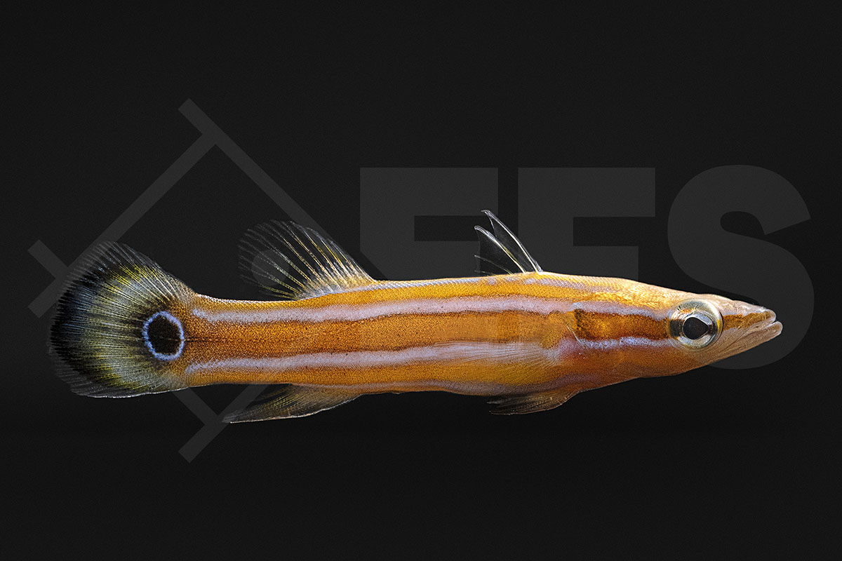 Rainfordia opercularis - Flachkopf-Sägebarsch NZ