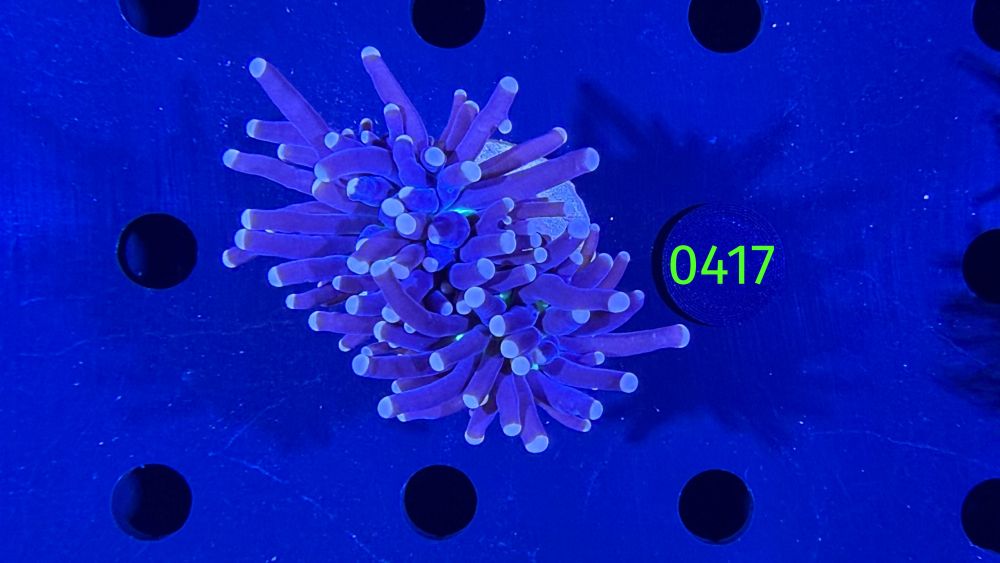 Euphyllia glabrescens - Fackelkoralle Torch "Joker" 0417