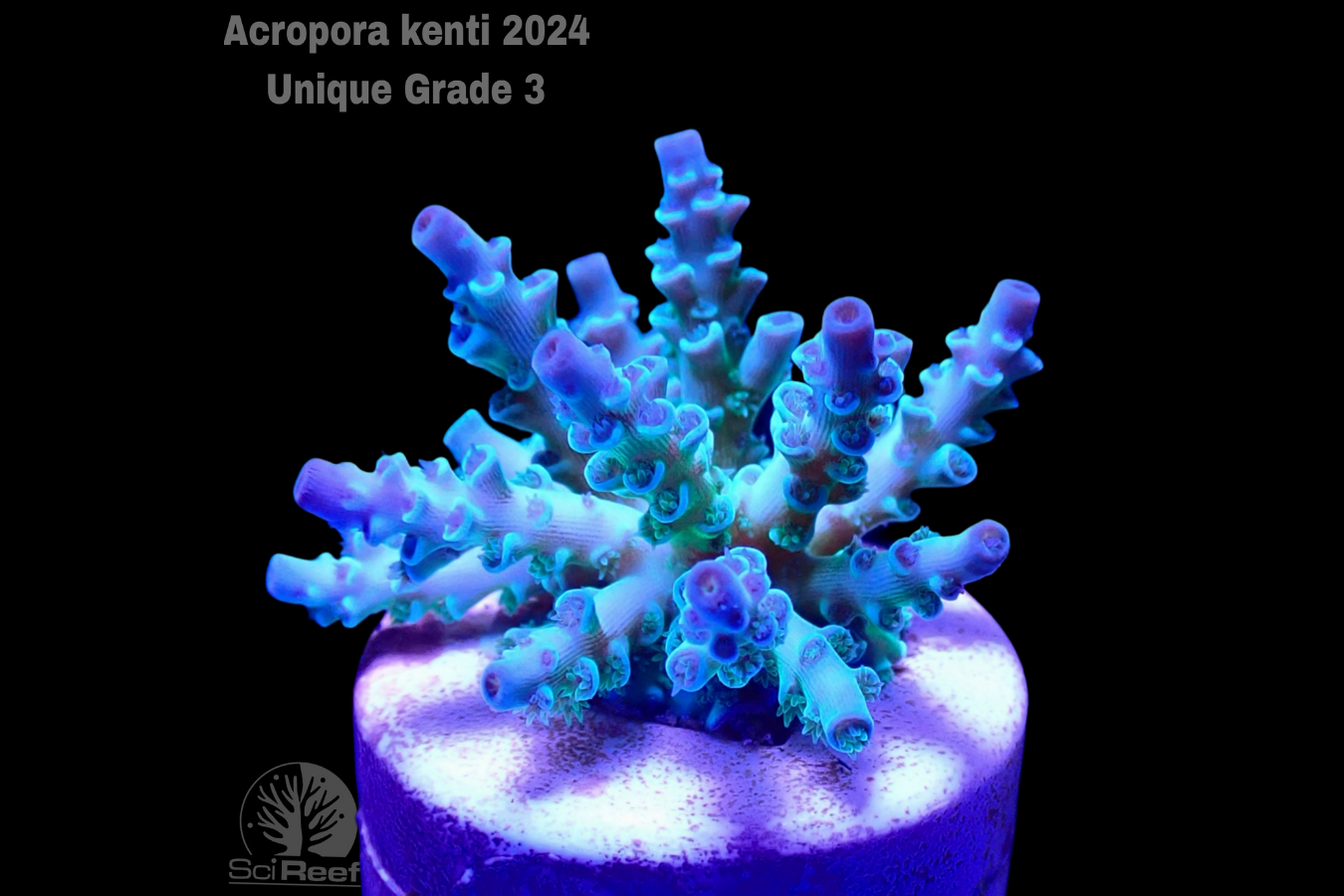 SciReef Acropora kenti Unique Grade 3 0300
