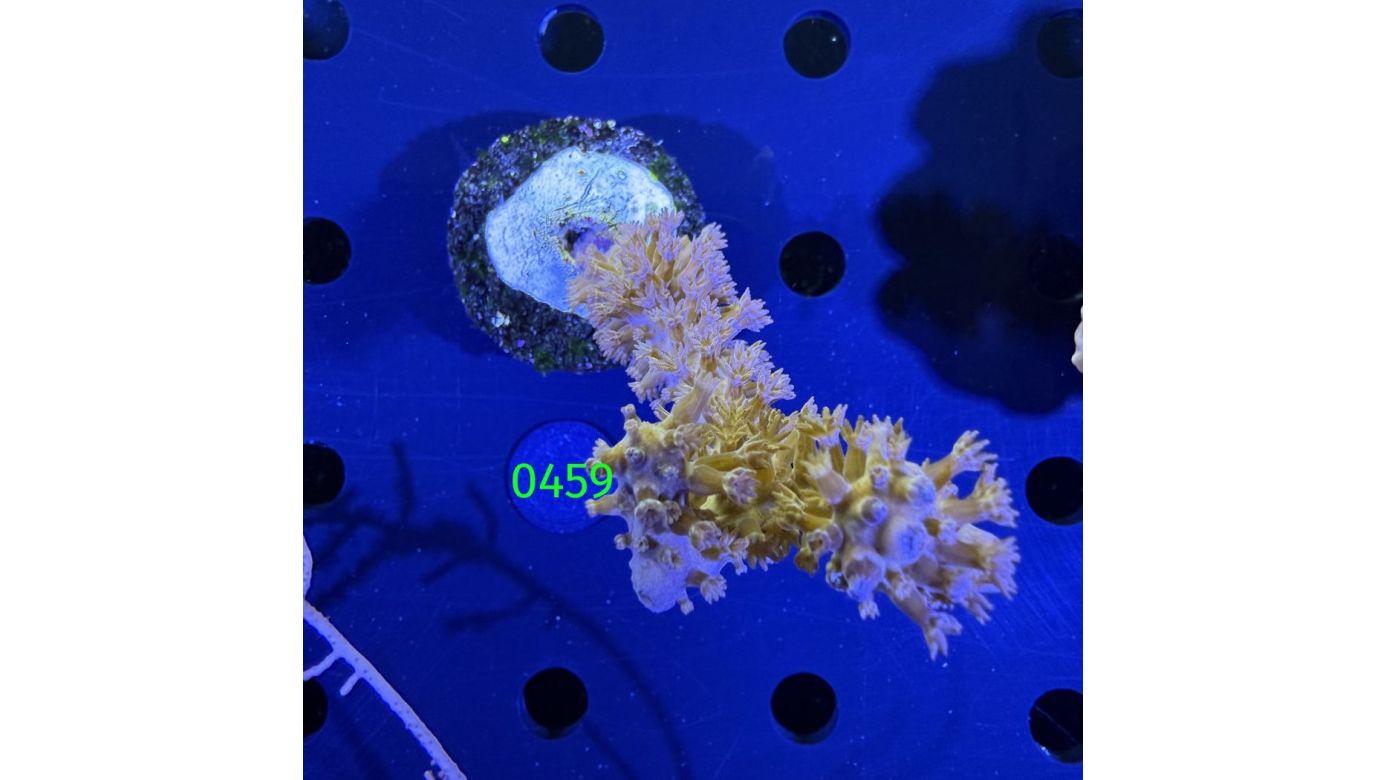 Plexaurella dichotoma - Doppelverzweigte Hornkoralle DNZ 0459