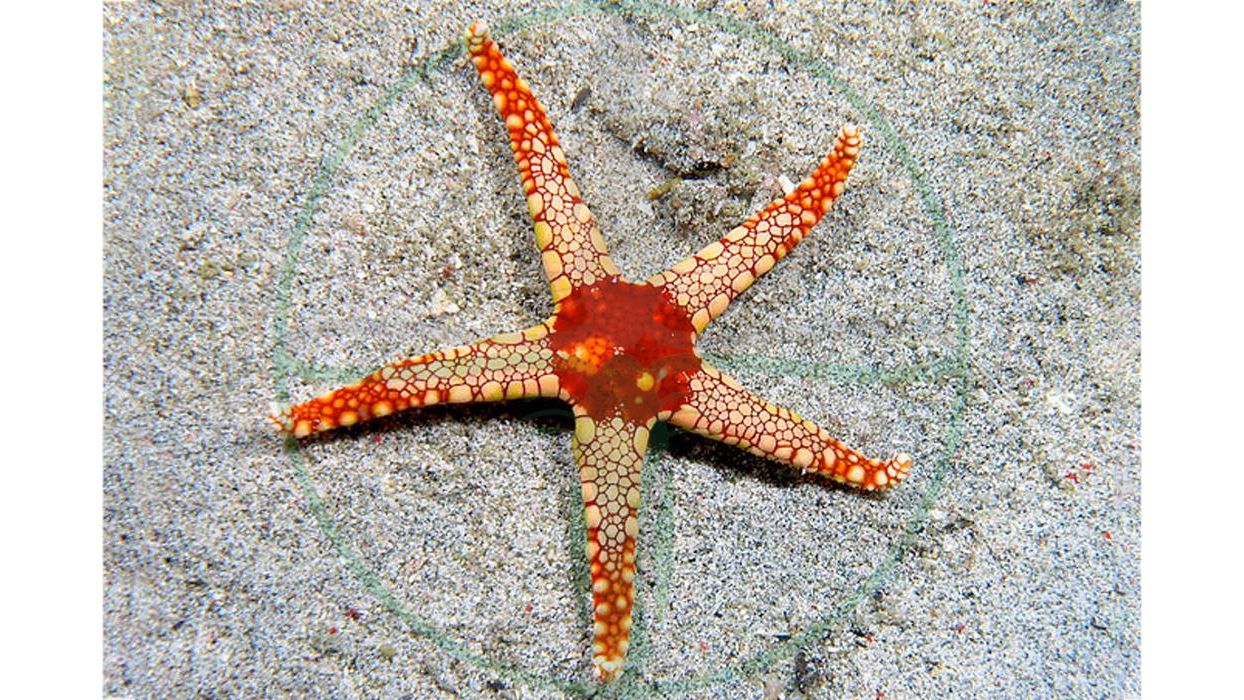 Fromia Monilis - Perl Seestern rot/weiß