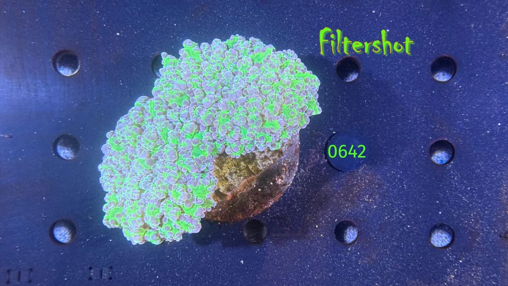 Euphyllia divisa WYSIWYG 0642