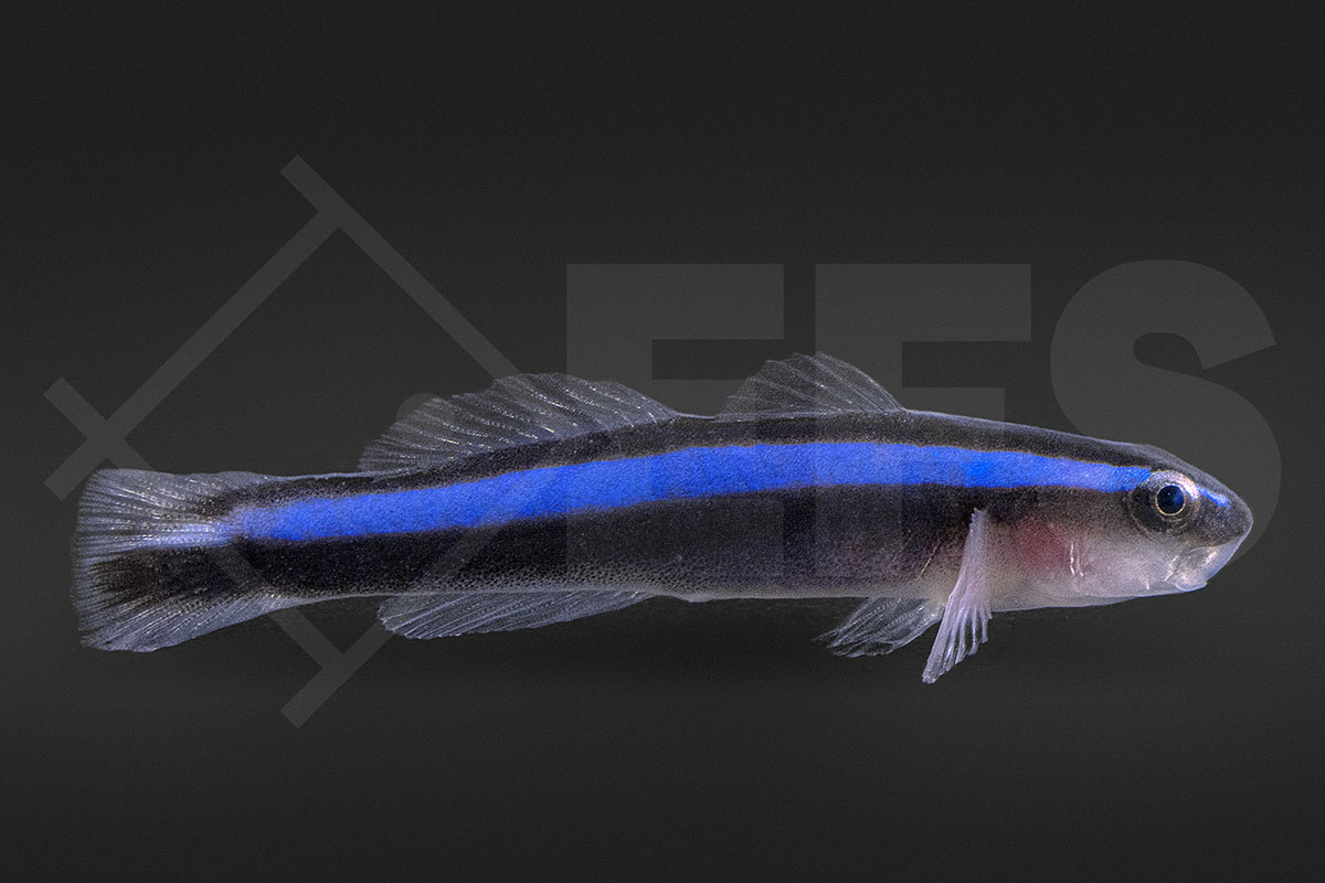 Elacatinus oceanops - Blaue Neonputzergrundel NZ Elacatinus oceanops - Blaue Neonputzergrundel NZ