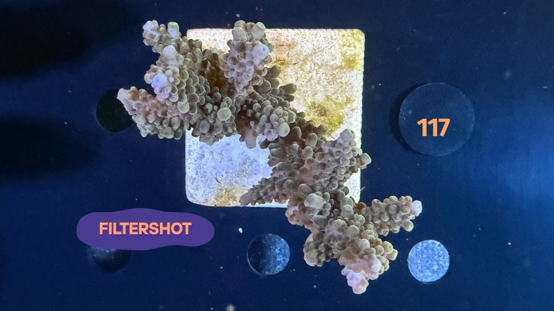 Acropora sp. WYSIWYG 0117