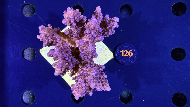 Acropora sp. WYSIWYG 0126