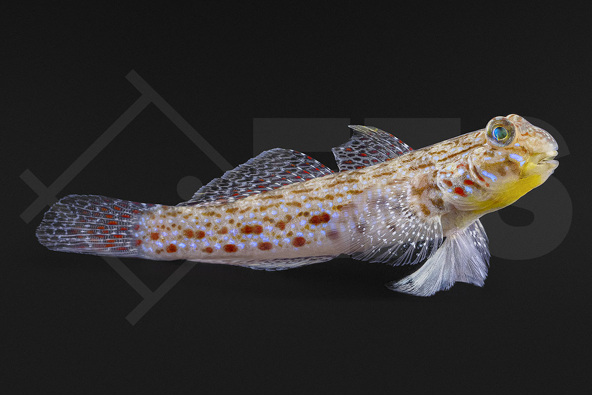 Istigobius ornatus - Schmuckgrundel