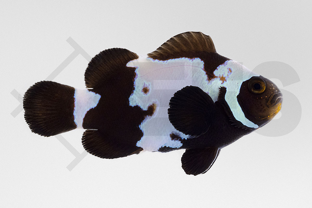 Amphiprion ocellaris - Falscher Clownfisch "Black Snowflake" NZ