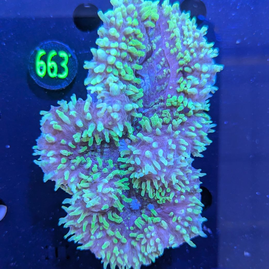 Lobophyllia sp. WYSIWYG 0663