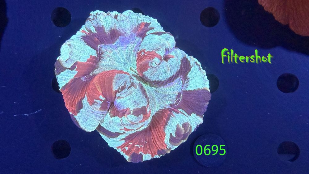 Trachyphyllia geoffroyi WYSIWYG 0695