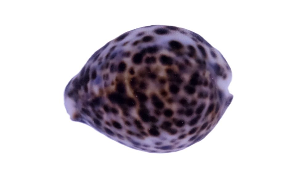 Cypraea Tigris - Tigerschnecke