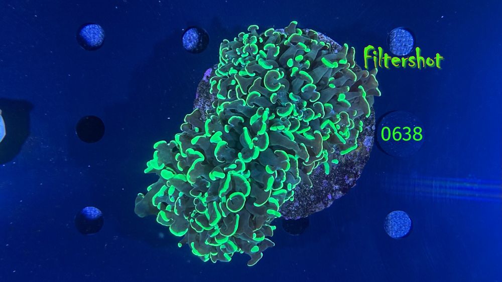 Euphyllia ancora WYSIWYG 0638