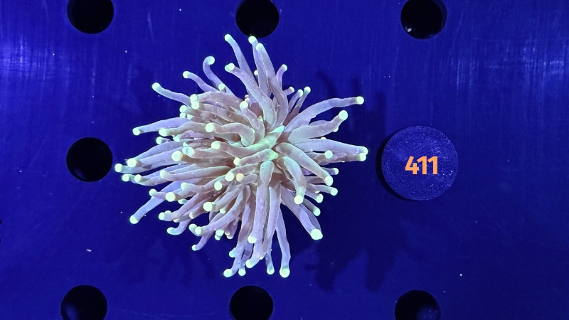 Euphyllia glabrescens - Fackelkoralle Torch 0411