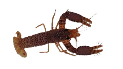 Enoplometopus debelius - Debelius Riffhummer