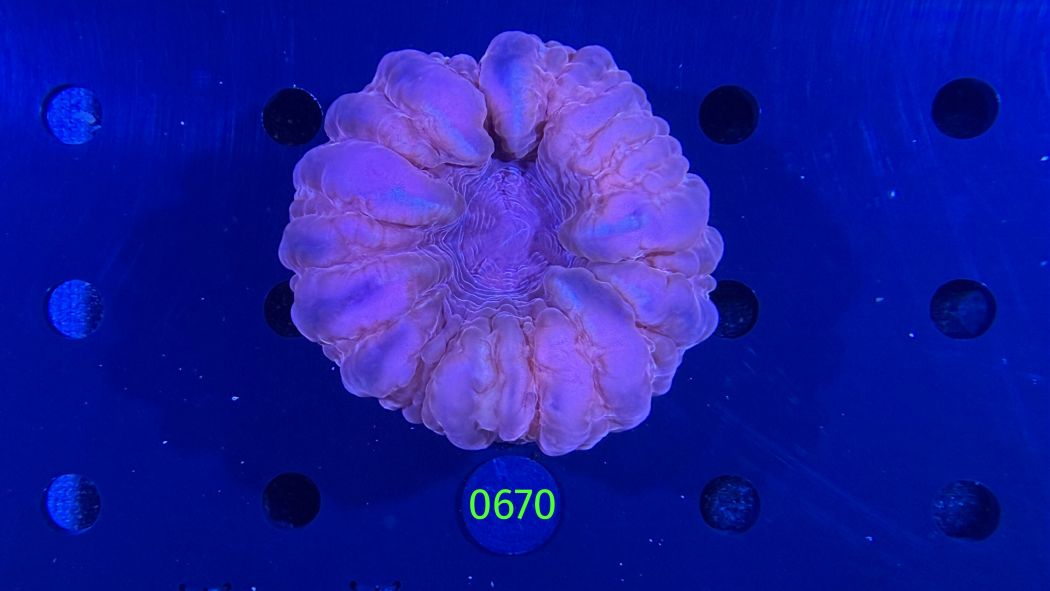 Cynarina lacrymalis WYSIWYG 0670