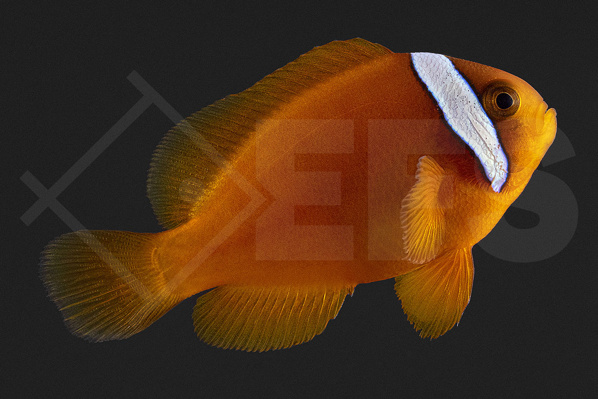 Amphiprion frenatus - Weißbinden Glühkohlen Anemonenfisch NZ