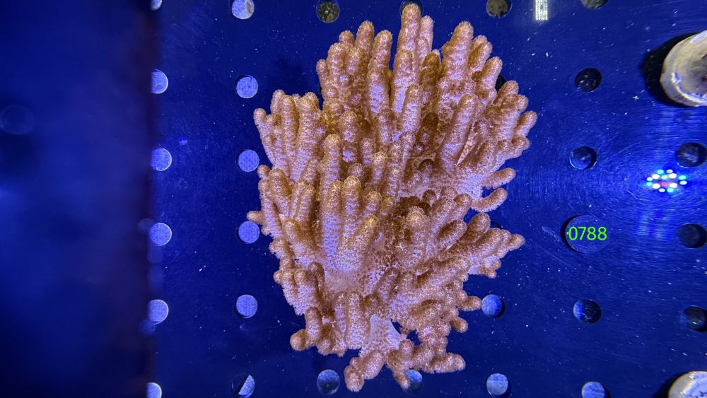 Cladiella sp. - WYSIWYG 0788