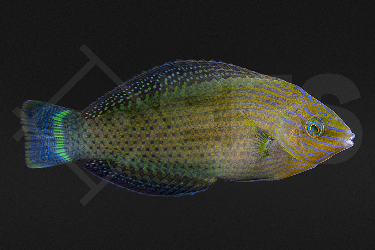 Halichoeres marginatus - Prachtregenbogenlippfisch