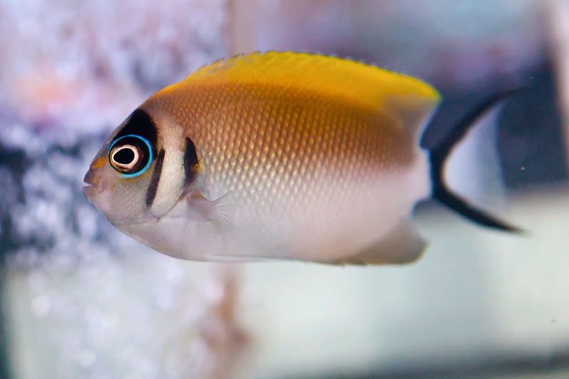 Genicanthus semifasciatus - Japan Lyrakaiserfisch (weiblich)
