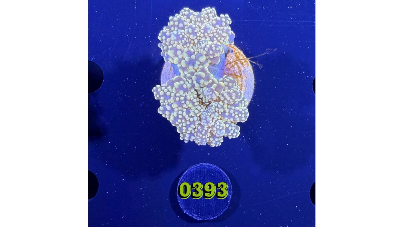 Euphyllia paradivisa - Froschlaichkoralle gelb 0393